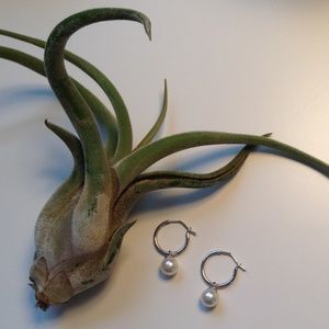 NWOT 14K White Gold & Real Pearl Hoop Earr…